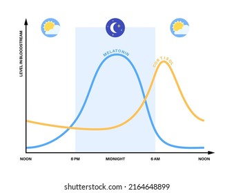 Circadian Rhythm Infografik Poster. Melatonin und Cortisol werden im menschlichen Gehirn produziert. Farbiges Diagramm des zirkadischen Zyklus. Nachtleben-Balance. Schlafweckzyklus-Diagramm flache Vektorgrafik.