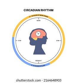 Circadian rhythm infographic poster. Melatonin and serotonin are produced in human brain. Colorful diagram of circadian cycle. Night day life balance. Sleep wake cycle chart flat vector illustration.