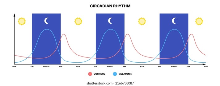 Circadian rhythm infographic poster. Melatonin and cortisol are produced in human brain. Colorful diagram of circadian cycle. Night day life balance. Sleep wake cycle chart flat vector illustration.