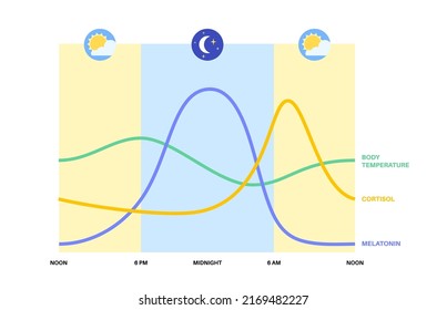 Circadian rhythm infographic poster. Melatonin and cortisol are produced in human brain. Colorful diagram of circadian cycle. Night day life balance. Sleep wake cycle chart flat vector illustration.