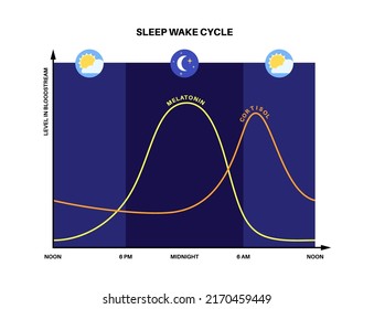 Circadian rhythm infographic poster. Melatonin and cortisol are produced in human brain. Colorful diagram of circadian cycle. Night day life balance. Sleep wake cycle chart flat vector illustration.