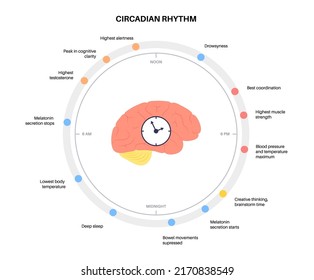 Circadian rhythm infographic poster. Melatonin and serotonin are produced in human brain. Colorful diagram of circadian cycle. Night day life balance. Sleep wake cycle chart flat vector illustration.