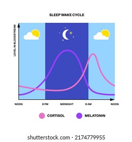 Circadian rhythm infographic poster. Melatonin and cortisol are produced in human brain. Colorful diagram of circadian cycle. Night day life balance. Sleep wake cycle chart flat vector illustration.