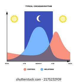 Circadian rhythm infographic poster. Melatonin and cortisol are produced in human brain. Colorful diagram of circadian cycle. Night day life balance. Sleep wake cycle chart flat vector illustration.