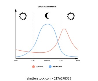 Circadian Rhythm Infografik Poster. Melatonin und Cortisol werden im menschlichen Gehirn produziert. Farbiges Diagramm des zirkadischen Zyklus. Nachtleben-Balance. Schlafweckzyklus-Diagramm flache Vektorgrafik.