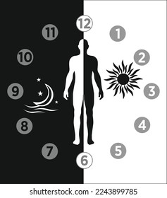 Circadian rhythm and sleep-wake cycle stock illustration,  Healthy day-night biological cycle diagram 