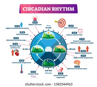 Ilustração vetorial de ritmo circadiano. Esquema de ciclo educacional rotulado. Cronograma diário de regulação interna do corpo humano. Explicação do processo biológico natural sono-vigília e infográfico de cronobiologia.