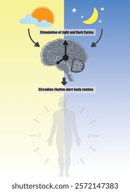 Circadian rhythms are alert body cycles; circadian clocks, or biological clocks, control them. They tell our brain when to sleep, feed, and digest. 