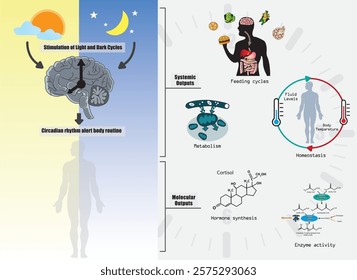 Circadian rhythms are alert body cycles; circadian clocks, or biological clocks, control them. They tell our brain when to sleep, feed, and digest.