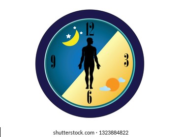 The circadian rhythms are controlled by circadian clocks or biological clock these clocks tell our brain when to sleep, tell our gut when to digest and control our activity in several day.