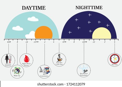 The circadian rhythms are controlled by circadian clocks or biological clock these clocks tell our brain when to sleep, tell our gut when to digest and control our activity in several day.