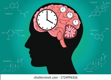 The circadian rhythms are controlled by circadian clocks or biological clock these clocks tell our brain when to sleep, tell our gut when to digest and control our activity in several day.