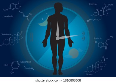 The circadian rhythms are controlled by circadian clocks or biological clock these clocks tell our brain when to sleep, tell our gut when to digest and control our activity in several day.