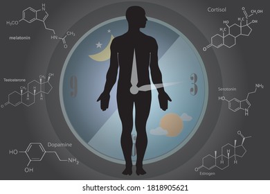 The circadian rhythms are controlled by circadian clocks or biological clock these clocks tell our brain when to sleep, tell our gut when to digest and control our activity in several day.