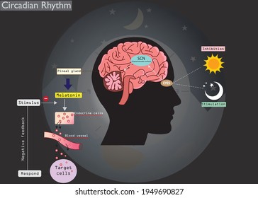 The circadian rhythms are controlled by circadian clocks or biological clock. Major hormone, melatonin is a important hormone for sleep it was released by pineal gland at night. 