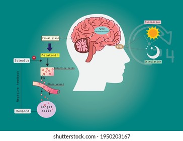 The circadian rhythms are controlled by circadian clocks or biological clock. Major hormone, melatonin is an important hormone for sleep it was released by the pineal gland at night. 