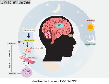 The circadian rhythms are controlled by circadian clocks or biological clock. Major hormone, melatonin is a important hormone for sleep it was released by pineal gland at night. 