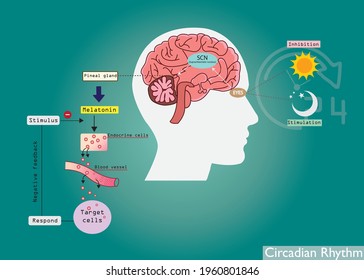 The circadian rhythms are controlled by circadian clocks or biological clock. Major hormone, melatonin is a important hormone for sleep it was released by pineal gland at night. 