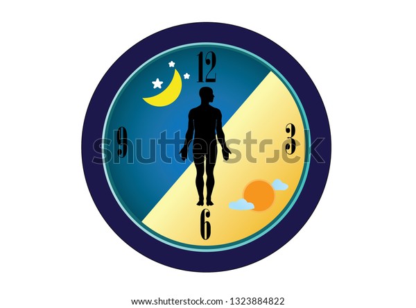 Circadian Rhythms Controlled By Circadian Clocks Stock Vector Royalty Free 1323884822 4578