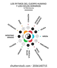 Zirkadische Rhythmen der wichtigsten Meridiane des Körpers und der Organe gemäß der chinesischen Medizin. Yin auf Schwarz - Weiß, Yang. Farben der 5 Elemente: rot für Feuer... Spanischsprache