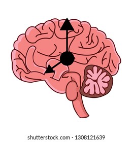 The circadian rhythms vector creative illustration. circadian clocks or biological clock these clocks control our brain when to sleep, tell our gut when to digest and.Brain vector.Brain clock  