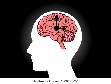 The circadian rhythms vector creative illustration. circadian clocks or biological clock these clocks control our brain when to sleep, tell our gut when to digest and.Brain vector.Brain clock  