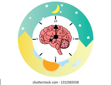 The circadian rhythms vector creative illustration. circadian clocks or biological clock these clocks control our brain when to sleep, tell our gut when to digest and.Brain vector.Brain clock  