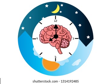 The circadian rhythms vector creative illustration. circadian clocks or biological clock these clocks control our brain when to sleep, tell our gut when to digest and.Brain vector.Brain clock  