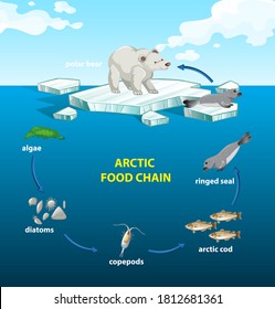 Kreis der arktischen Darstellung der Lebensmittelkette