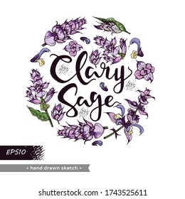 Circle filled Clary sage twigs with leaves and flowers and lettering clary sage . Detailed hand-drawn sketches, vector botanical illustration.  For menu, label, packaging design.