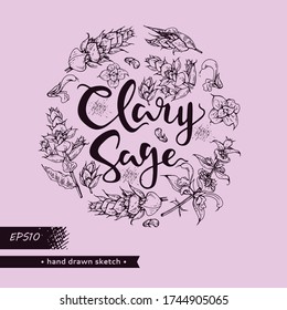 Circle filled Clary sage twigs with leaves and flowers and lettering clary sage . Detailed hand-drawn sketches, vector botanical illustration.  For menu, label, packaging design.
