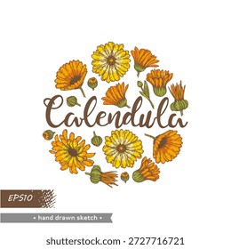 Círculo lleno de Elementos de Caléndula officinalis o caléndula común es una planta medicinal y culinaria. Boceto dibujado a mano. Ilustración vectorial