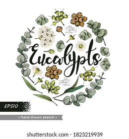 Circle filled Eucalyptus leaves, young shoots and branches of eucalyptus with flowers, buds and seeds and lettering Eucalypts . Detailed hand-drawn sketches, vector botanical illustration.  