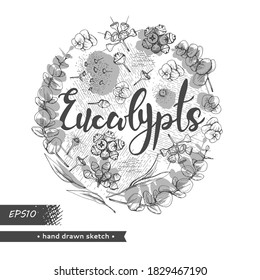 Circle filled Eucalyptus leaves, young shoots and branches of eucalyptus with flowers, buds and seeds and lettering Eucalypts . Detailed hand-drawn sketches, vector botanical illustration.  For menu, 