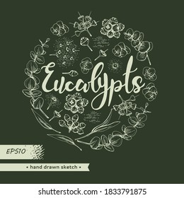 Circle filled Eucalyptus leaves, young shoots and branches of eucalyptus with flowers, buds and seeds and lettering Eucalypts . Detailed hand-drawn sketches, vector botanical illustration.  For menu, 