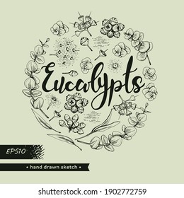 Circle filled Eucalyptus leaves, young shoots and branches of eucalyptus with flowers, buds and seeds and lettering Eucalypts.  For menu, label, packaging design.