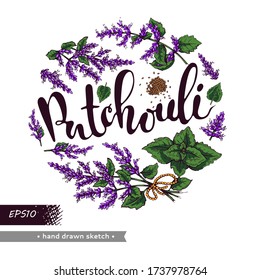 Circle filled Patchoulis inflorescences and flowers with lettering Patchouli. Detailed hand-drawn sketches, vector botanical illustration. 