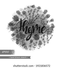 Circle filled twig of thyme with leaves and flowers and lettering Thyme . Detailed hand-drawn sketches, vector botanical illustration.  