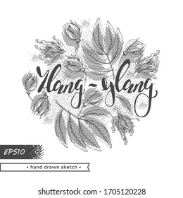 Circle with flowers and leaves of ylang-ylang  and hand drawn lettering ylang-ylang. Detailed hand-drawn sketches, vector botanical illustration. 