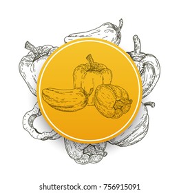 Circle frame with paprika pepper in retro hand drawn, sketches, engraved style. Design elements for banner, cover, label, package, promote. Isolated on white background. Modern vector illustration.