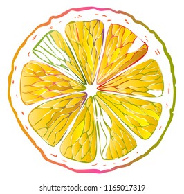 Circle lemon or orange. Vector drawing on white background