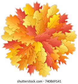 Circle of oak leaf vector, round pattern illustration on white background. Autumn foliage, seasonal image. Red, yellow, orange and brown dry oak tree leaves circle autumn background pattern on white.