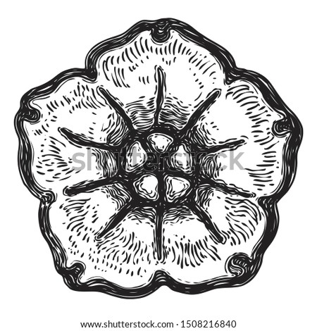 Circle ornament design for pattern, carved flower isolated on white background. Traditional style decorative marble stone. Vintage Baroque Victorian floral ornament retro decorative element. Vector. 
