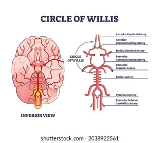 Circle Of Willis Circulatory Anastomosis With Blood Stream In Brain Outline Diagram. Artery And Aorta System Explanation From Inferior View Vector Illustration. Labeled Educational Bloodstream Example