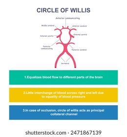 Circle of Willis with infographic labels