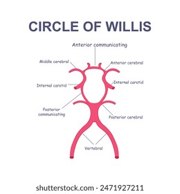 Circle of Willis mit Infografik-Etiketten