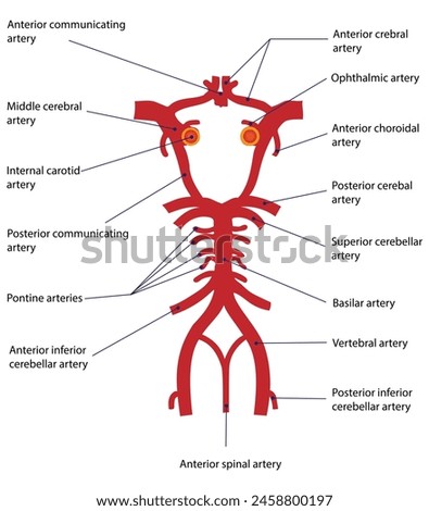 The Circle of Willis receives blood from the internal carotid arteries and the vertebral arteries, forming a crucial junction for brain blood supply.
