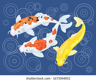 Circles on the water. Three colorful Japanese koi carp swim in the pond during the rain. On a classic blue background. Vector illustration.