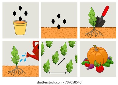 Circuit planting seeds. Technics of agriculture cultivation of seedlings. Set icon vector illustration