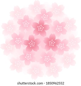 Ilustración circular de las flores de cerezo